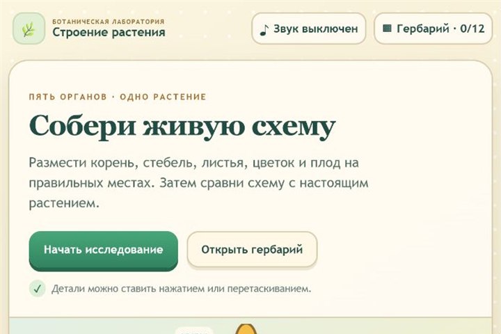Игровой экран «Строение растения»